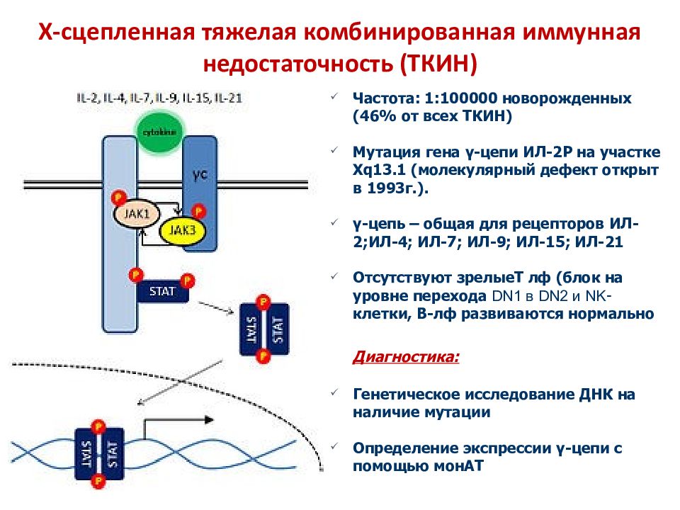 Схема первичного иммунного ответа при ткин тяжелые комбинированные ид