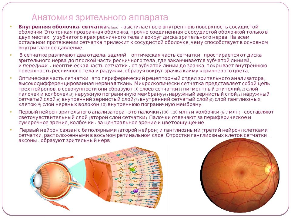 Офтальмология анатомия