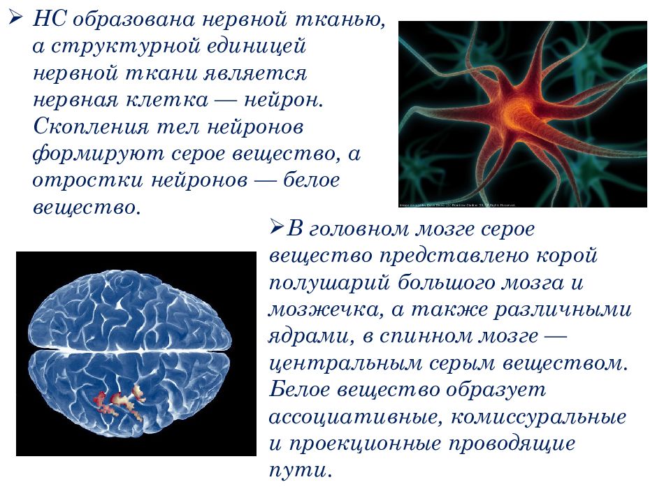 Элементарной единицей ткани является. Вещество нервной системы. Функциональная единица нервной ткани. Структурная единица нервной ткани. Структурной единицей нервной ткани является.