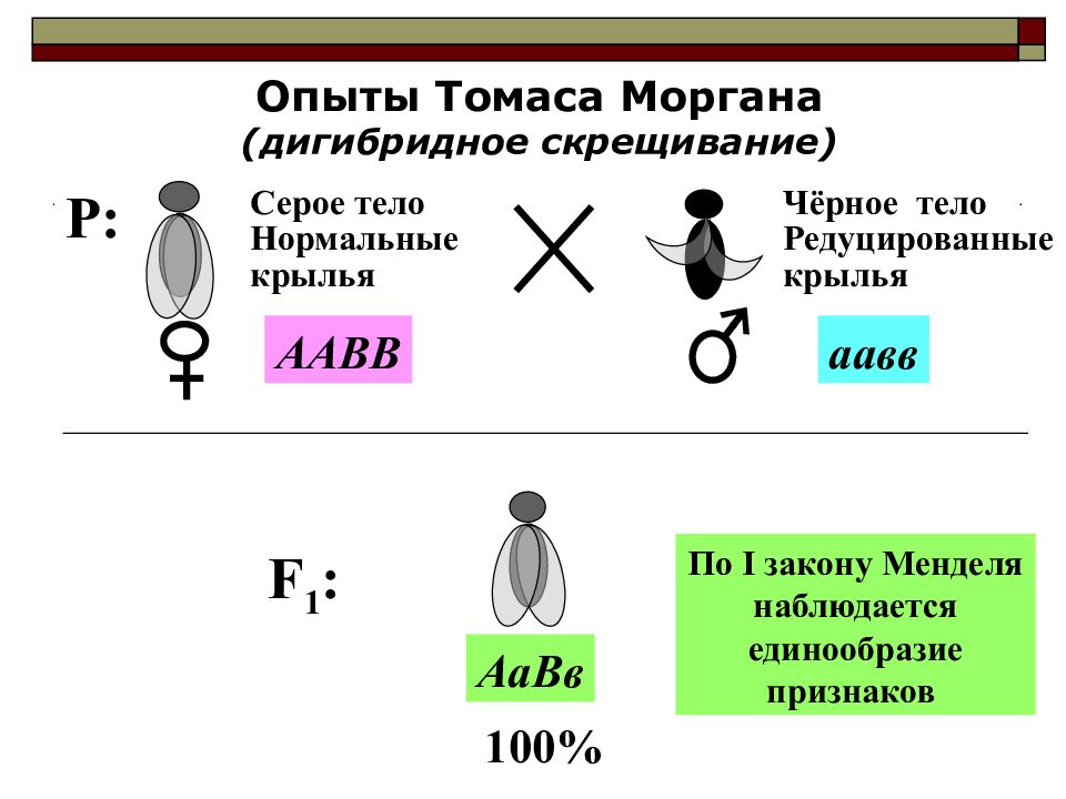 При скрещивании серых мух