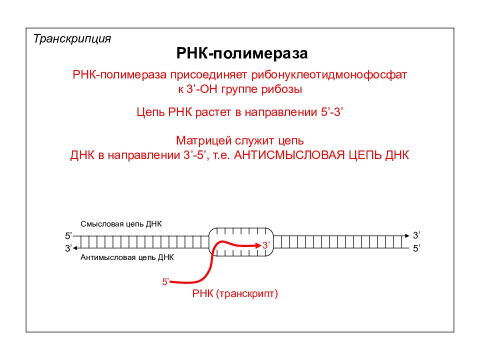 5 3 концы рнк и днк. Транскрибируемая цепь РНК. Транскрипция ИРНК И ДНК транскрибируемая. Транскрипция биология. Транскрипция РНК.