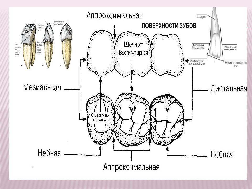 Проект зубы 11 класс