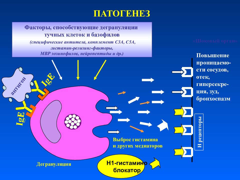 Факторы патогенеза. Патогенез бронхиальной астмы гистамин. Бронхиальная астма тучные клетки. Тучные клетки гистамин. Гистамин из тучных клеток.