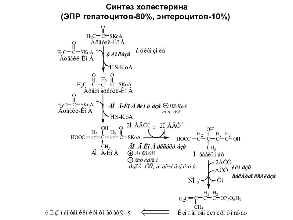 Биосинтез холестерина схема процесса