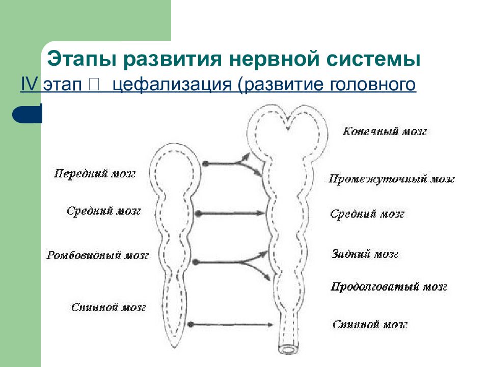 Схема эволюции нервной системы