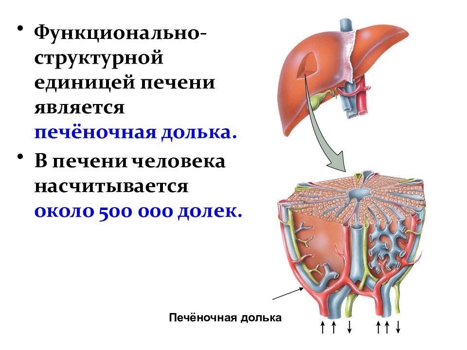 Печень презентация по анатомии