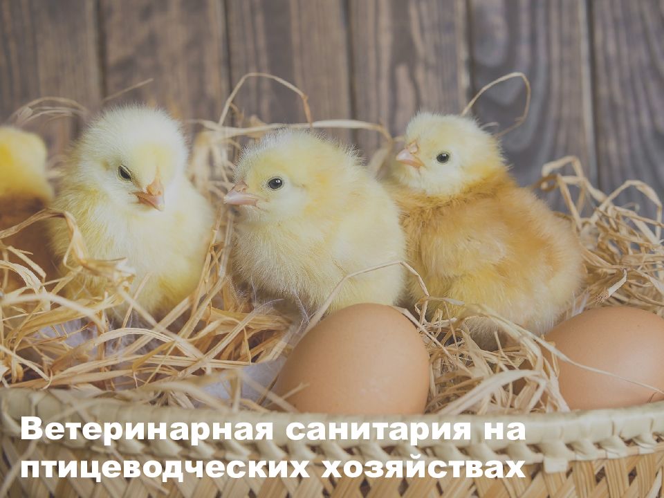 Ветеринарная санитария на птицеводческих хозяйствах