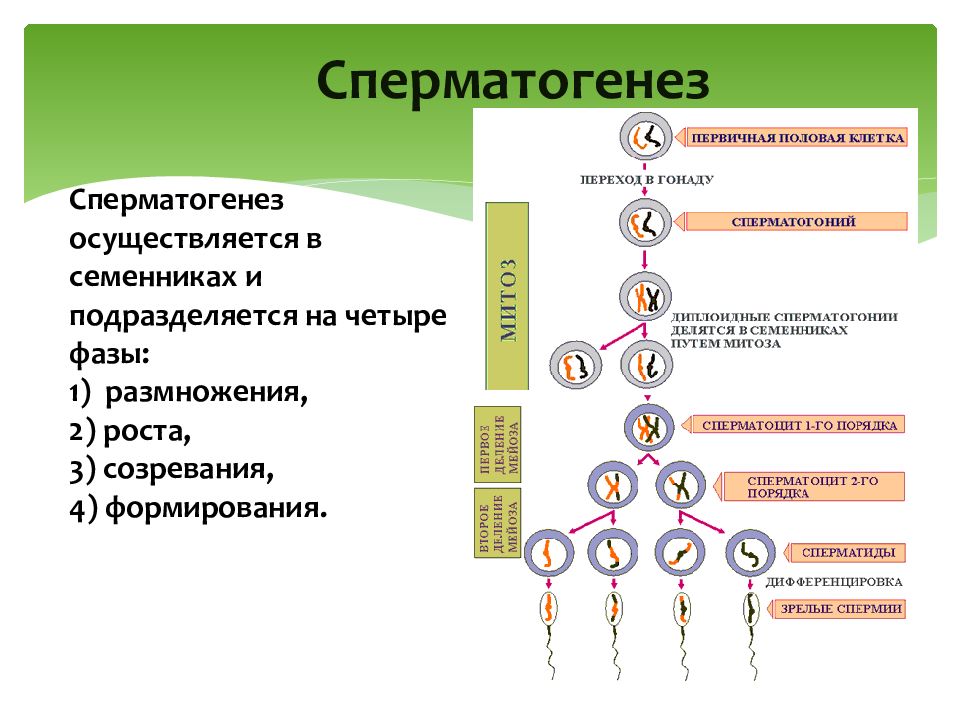 Гаметогенез и овогенез презентация