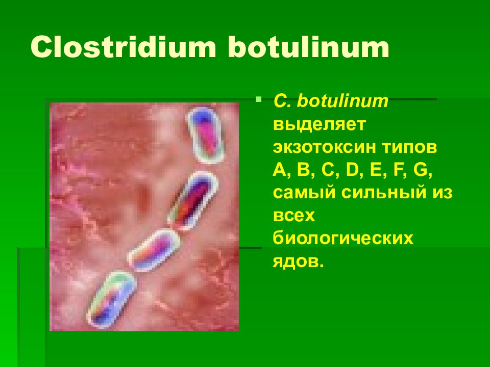 Clostridium botulinum презентация