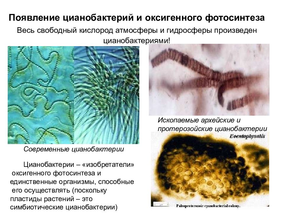 Как повлияло появление фотосинтезирующих. Цианобактерии царство. Синезеленые водоросли цианобактерии. Бурые водоросли цианобактерии. Цианобактерии фотосинтетики.