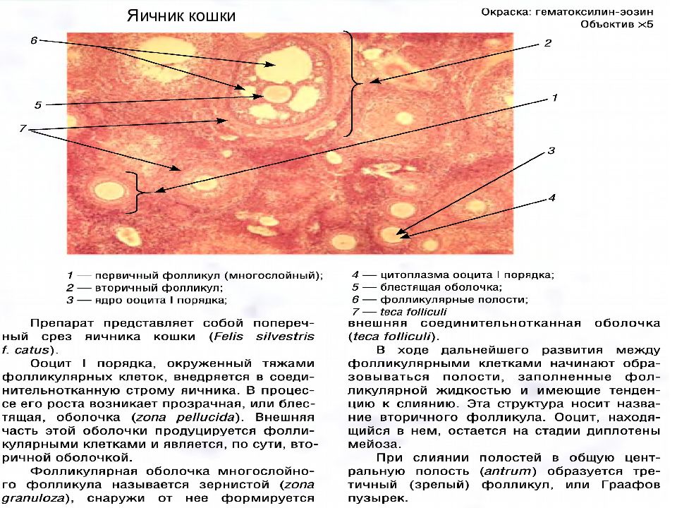 Состав яичника. Срез яичника препарат. Срез яичника кошки препарат. Яичник млекопитающего под микроскопом. Микропрепарат яичника кошки.