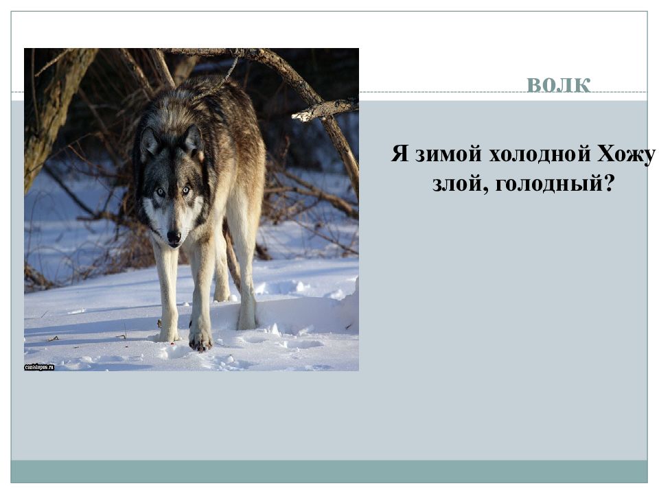 Слово волк. Презентация волк зимой. Злой и голодный волк зимой. Волк зимой рассказ. Волк в зимние время презентация.