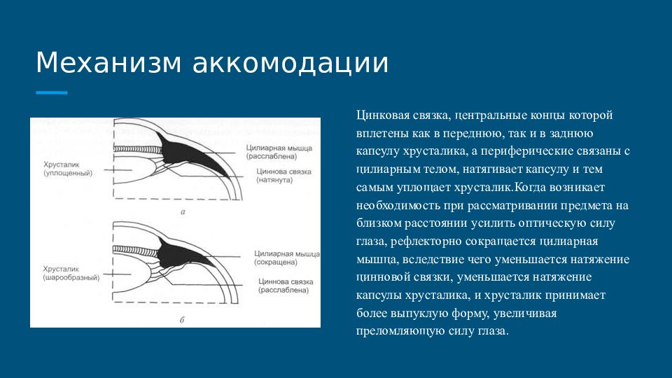 Характеристика аккомодации. Аккомодация хрусталика. Аккомодация у птиц. Рефлекс аккомодации глаза. Механизм аккомодации.