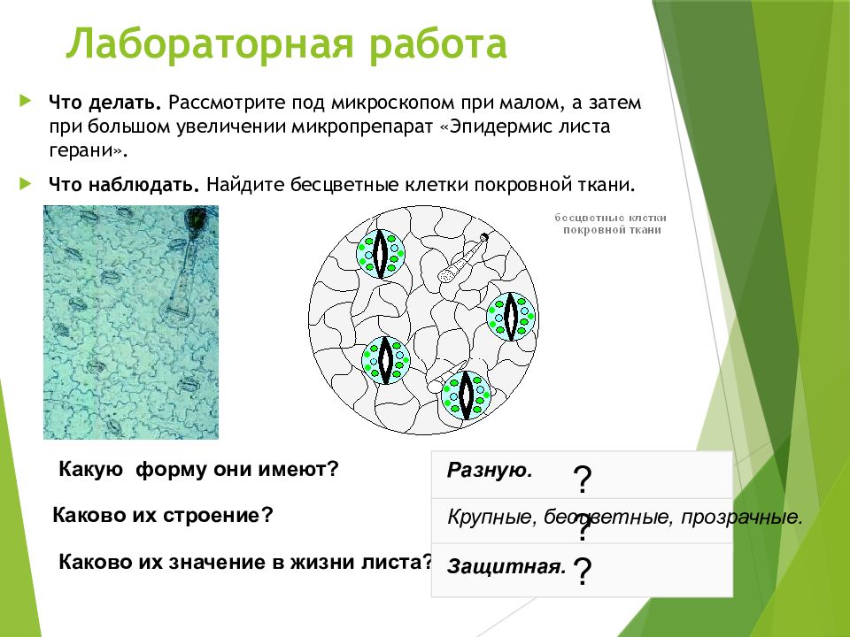 В клетках какой растительной ткани происходит образование. Препарат эпидермис листа герани. Микропрепарат эпидермис листа герани. Покровная ткань растений 6 класс биология. Клетки эпидермиса листа герани под микроскопом.