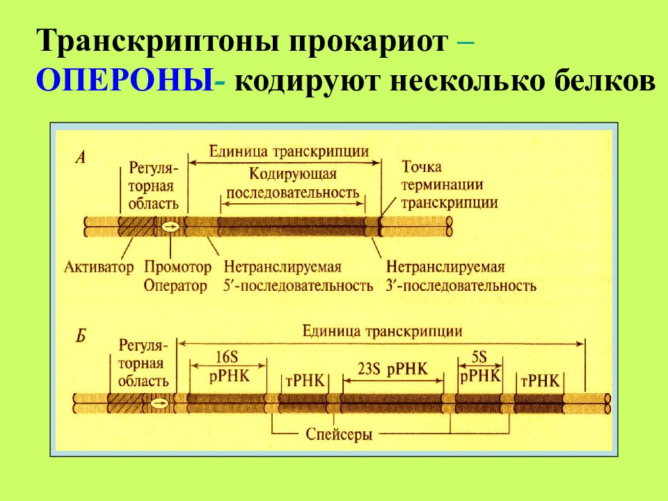 Строение гена эукариот и прокариот. Оперон и транскриптон. Строение транскриптона эукариот. Структура транскриптона у эукариот. Структура транскриптона.