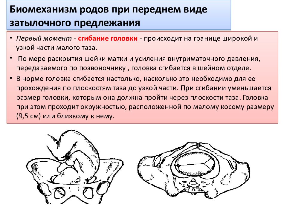 Предлежание роды