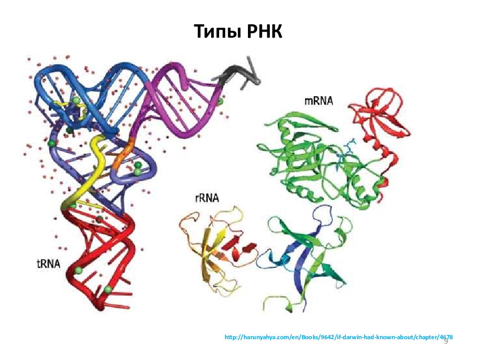 3 типа рнк. РНК. Типы РНК. РНК изображение. Матричная РНК.