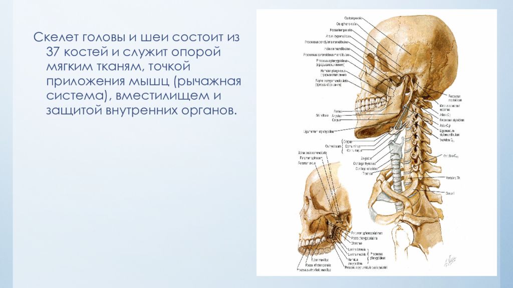 Кости шеи спереди