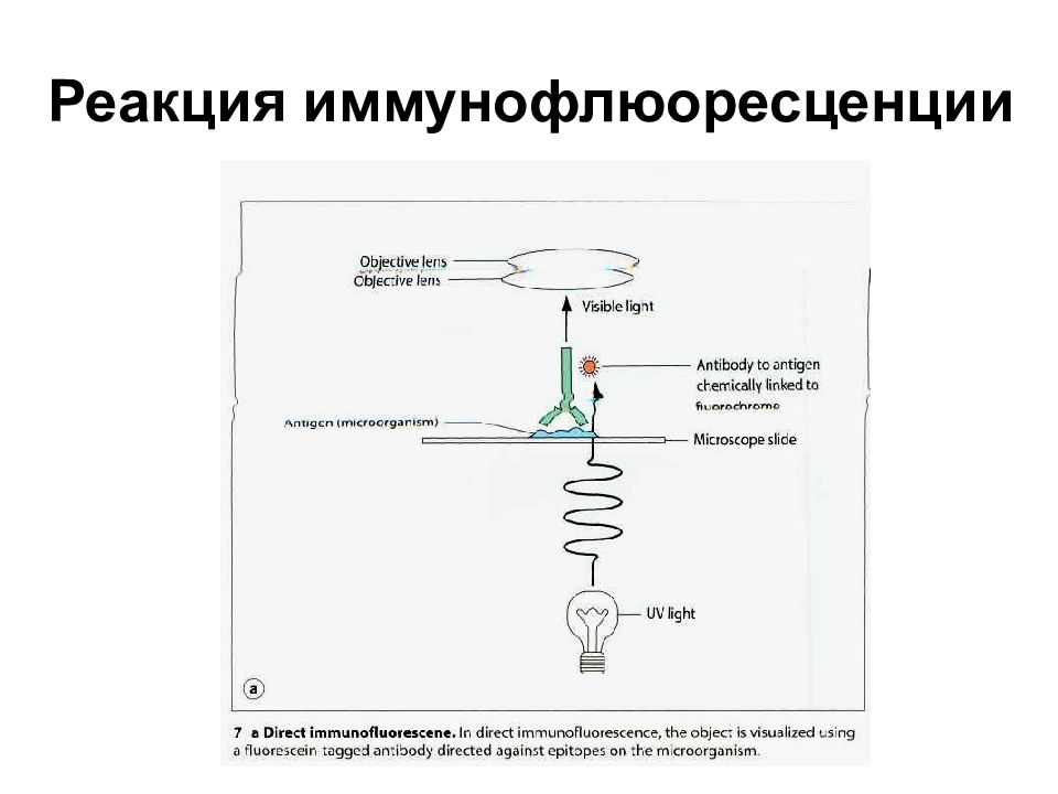 Схема реакции иммунофлюоресценции