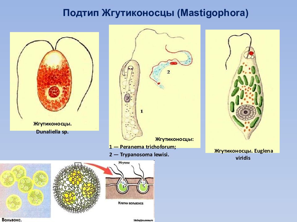 Представитель класс жгутиков. Строение жгутиконосца Бодо. Жгутиконосцы представители. Многожгутиковые жгутиконосцы. Жгутиконосцы (Mastigophora).