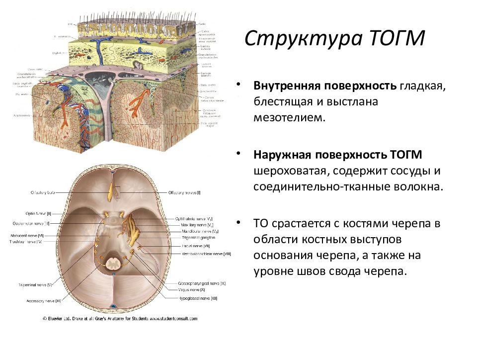 Внутренняя оболочка мозга. Оболочки головного и спинного мозга анатомия. Мозговые оболочки анатомия. Оболочки головного мозга топографическая анатомия. Мягкая мозговая оболочка топографическая анатомия.