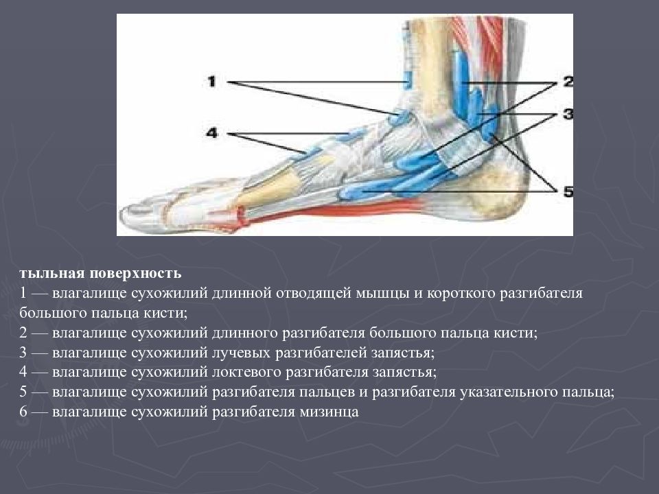 Сухожилия большого пальца стопы. Сухожилие сгибателя большого пальца стопы. Сухожилие длинного разгибателя большого пальца. Сухожилие длинного разгибателя стопы. Сухожильный ганглий стопы 1 пальца.