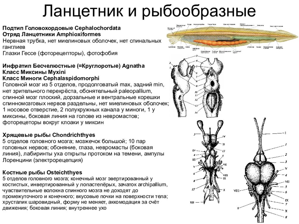 Функции нервной трубки. Головохордовые отделы головного мозга. Головной мозг ланцетника. Нервная система ланцетника. Нервная трубка ланцетника.