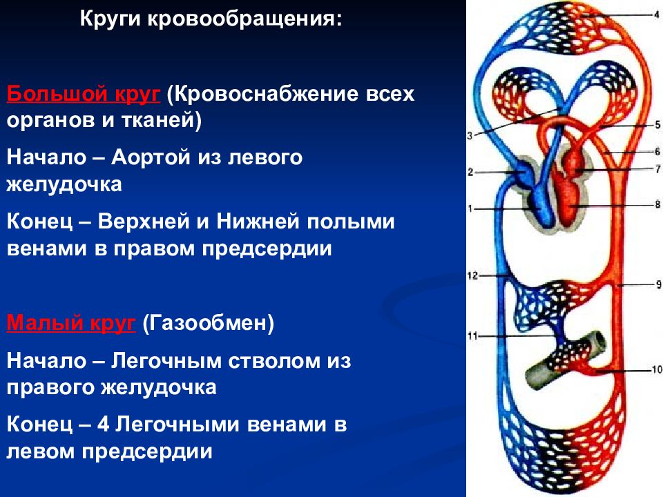 Круги кровообращения заканчиваются. Малый (легочный) круг кровообращения начинается в. Органы и ткани кровоснабжения большого круга кровообращения. Малый круг кровообращения начинается легочным стволом. Малый круг кровообращения начинается аортой.