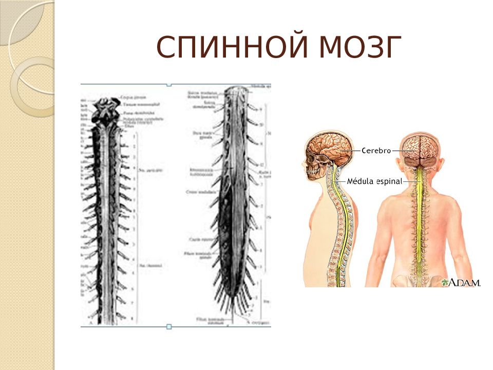 Спинной и головной мозг тест 8 класс. Нервная система головной и спинной мозг. Центральная система спинной мозг. Нервная система головной мозг спинной мозг нервы. Нервная система спинной мозг анатомия.