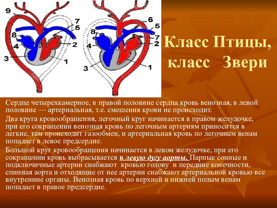 Кровеносная система презентация егэ