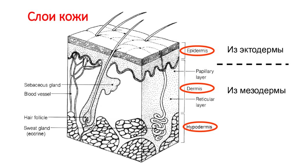 Кожа рисунок слои. Строение кожи. Слови кожи. Слой. Слои кожи схема.
