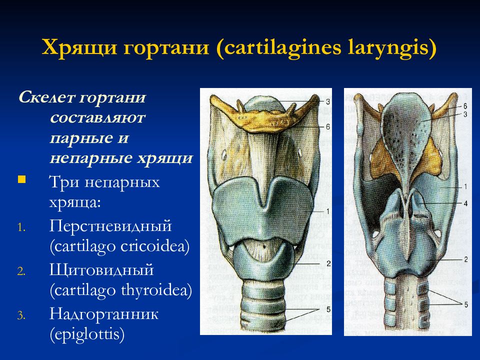 Основные хрящи гортани схема