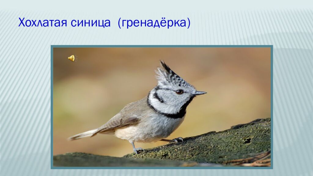 12 ноября – Синичкин день