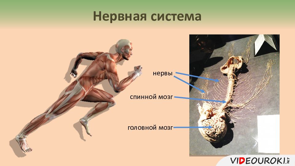 Связи мышц с нервной системой. Нейрогуморальная регуляция отдел мозга. Автономный отдел нервной системы нейрогуморальная регуляция. Нейрогуморальная регуляция 6 класс биология. Нейрогуморальная атрофия.