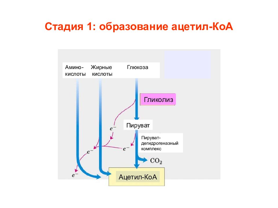 Один стадий. Схема образования ацетил КОА. Образование айетилкоа. Ацетил-КОА образуется из. Этапы образования ацетил КОА.