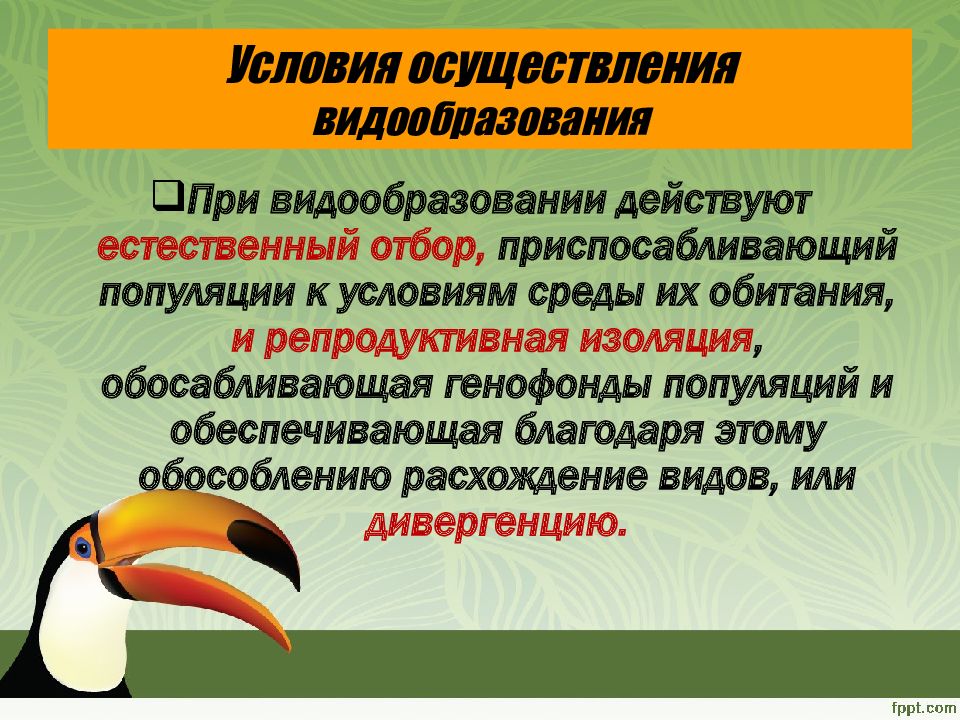 Условия осуществления видообразования. Биологическое видообразование. Микроэволюция видообразование. В до образование микроэволюция.