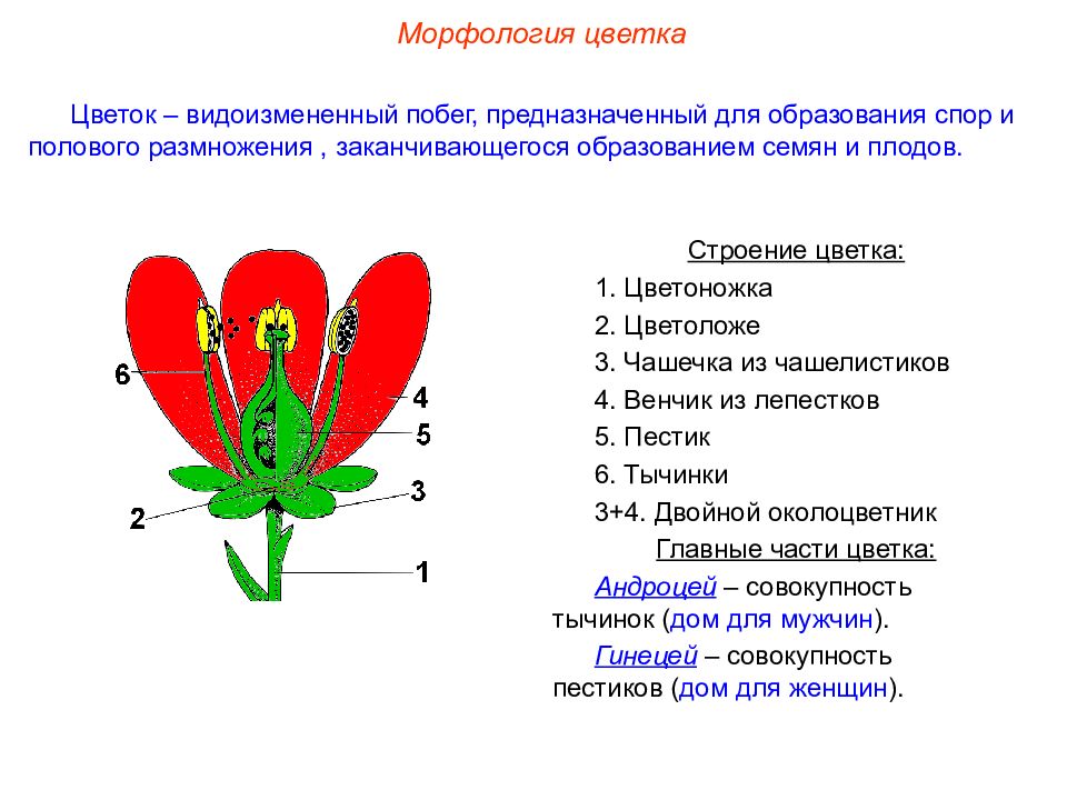 Генеративное обучение. Цветок околоцветник генеративные органы. Строение цветка цветоложе. Морфологическое строение цветочных растений. Морфологическое строение цветка.