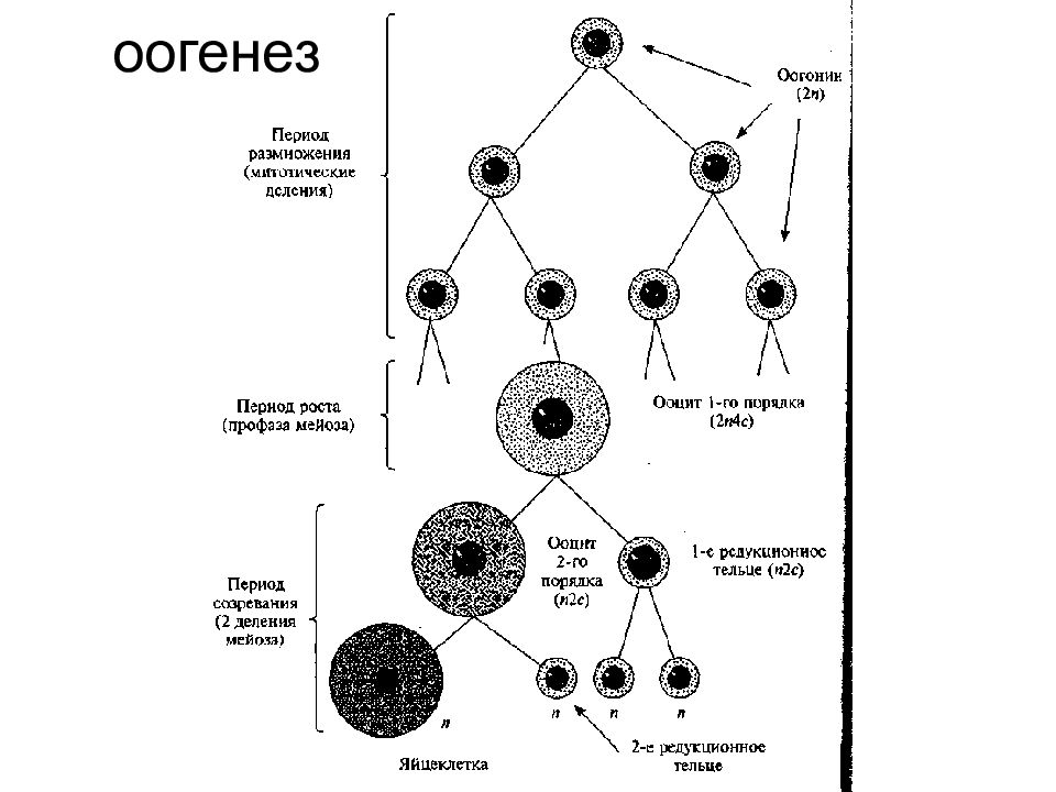 Гаметогенез у животных презентация