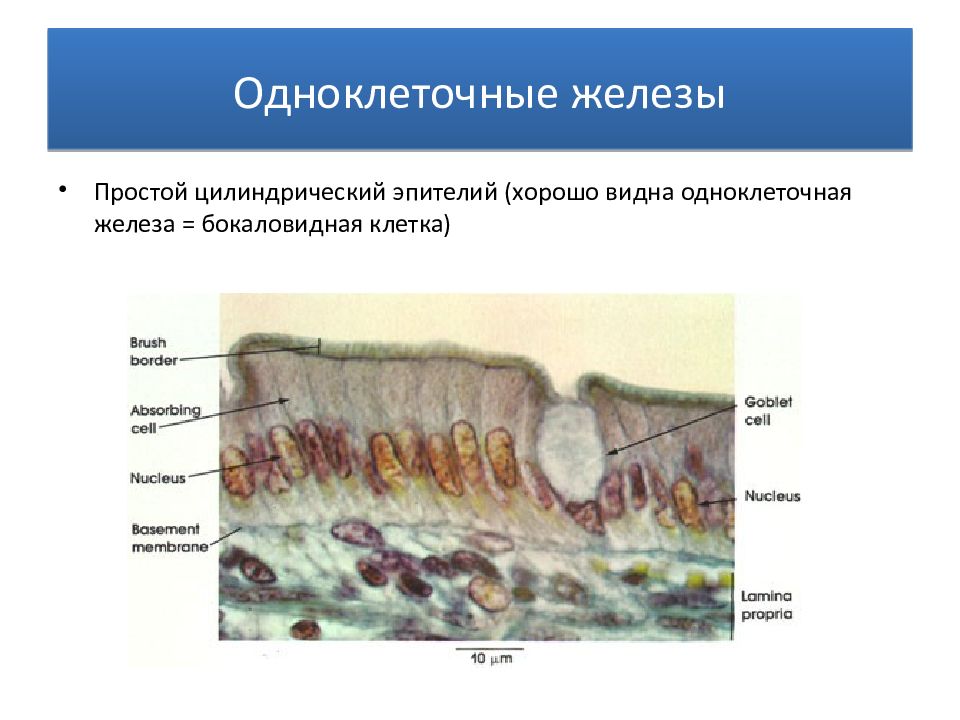 Бокаловидные клетки. Одноклеточные бокаловидные железы.