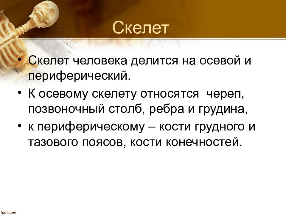 Осевой периферический скелет. Осевой и периферический скелет. К осевому скелету относятся. Что относится к осевому скелету человека. В состав осевого скелета входят кости.