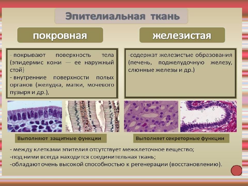 Эпителии повышены