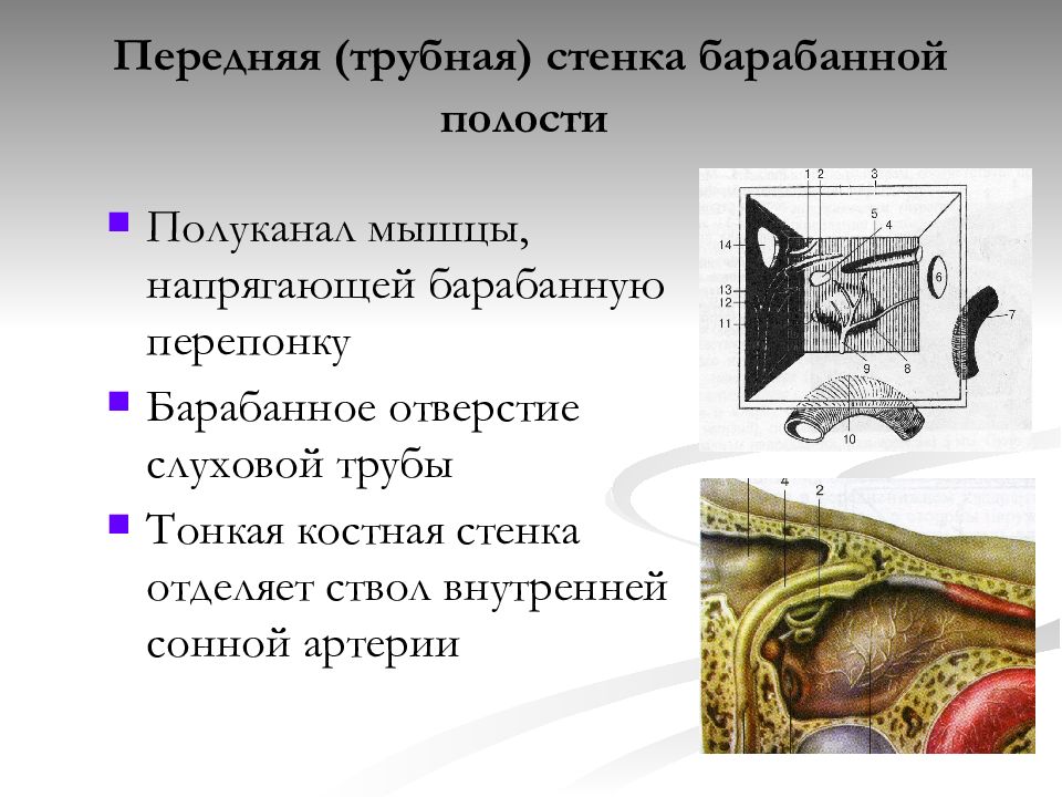 Стенки барабанной полости