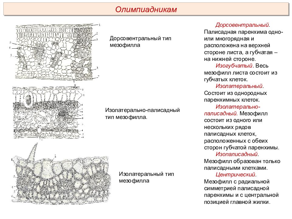 Основная ткань растений паренхима