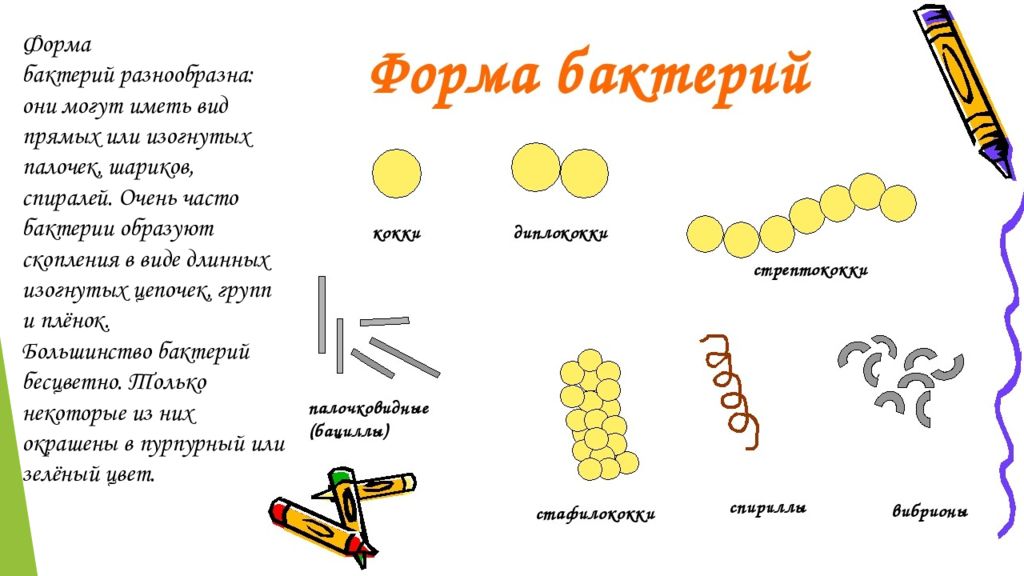 Бактерия кокки картинки