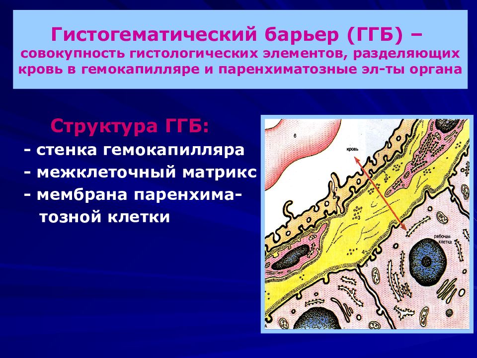 Гематоликворный барьер гистология схема