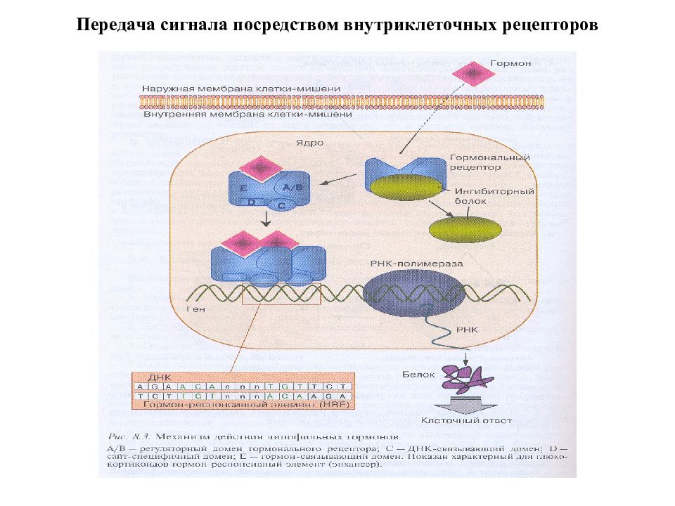 Транспорт белков внутриклеточный. Внутриклеточный сигнальный Каскад. Внутриклеточный элемент. Передача внутриклеточных сигналов доклад. Внутриклеточные каскады.