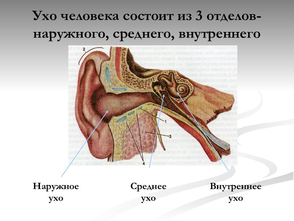 Наружное среднее