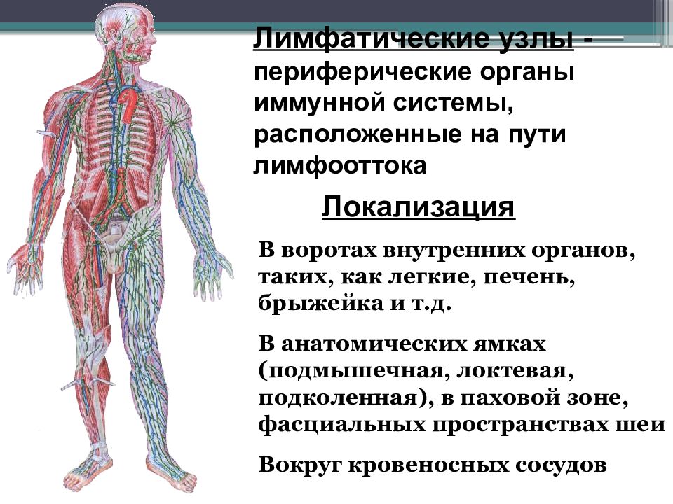 Система лимфоузлов человека. Лимфатическая система анатомия. Лимфатическая система схема. Лимфатическая система узлы. Локализация лимфатических узлов.