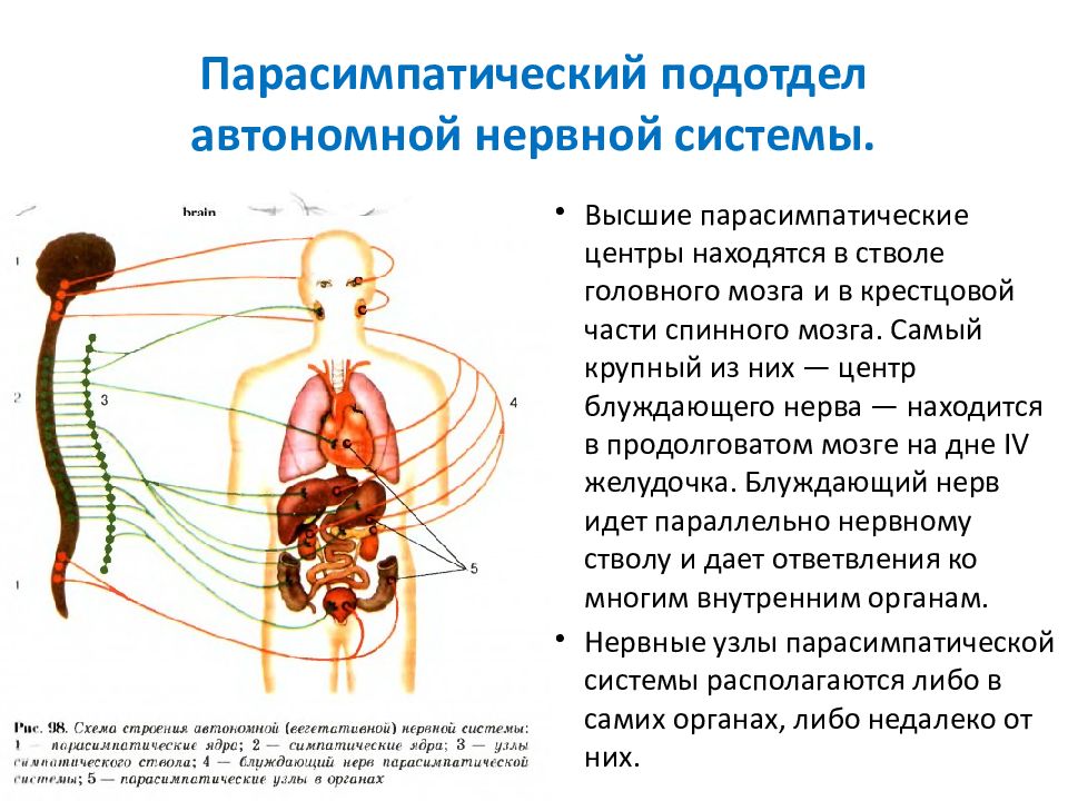 Вегетативная нервная система презентация 8 класс пасечник