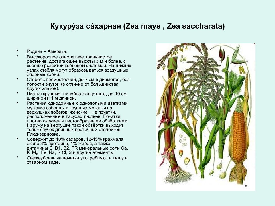 Диаграмма кукурузы. Кукуруза сахарная формула цветка. Систематическое положение кукурузы. Систематика кукурузы сахарной. Систематическая характеристика кукуруза сахарная.